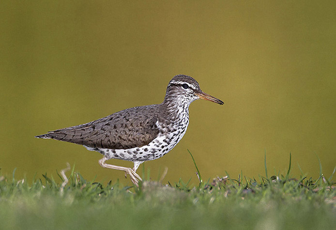 spottedsandpiper04