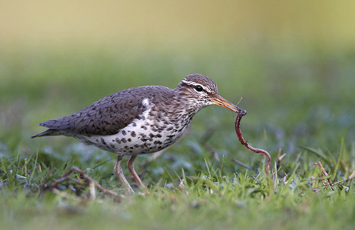 spottedsandpiper07