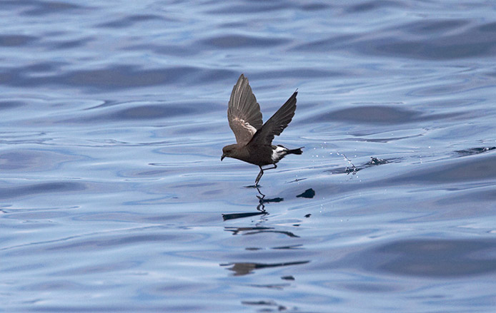 stormpetrel1