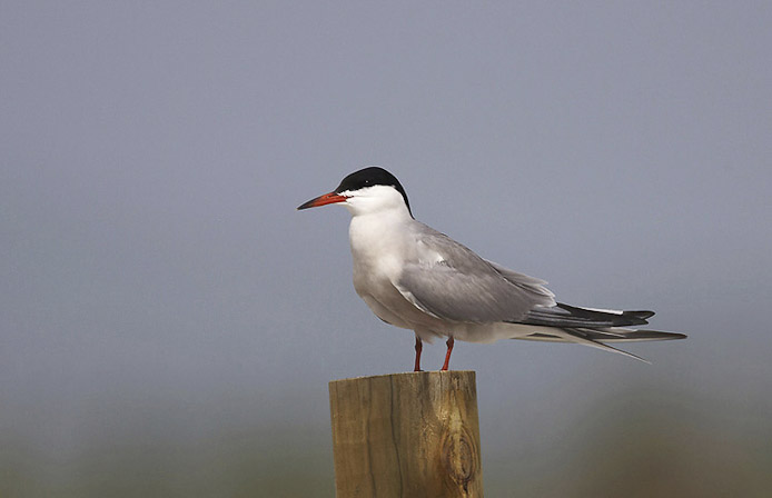 tern04