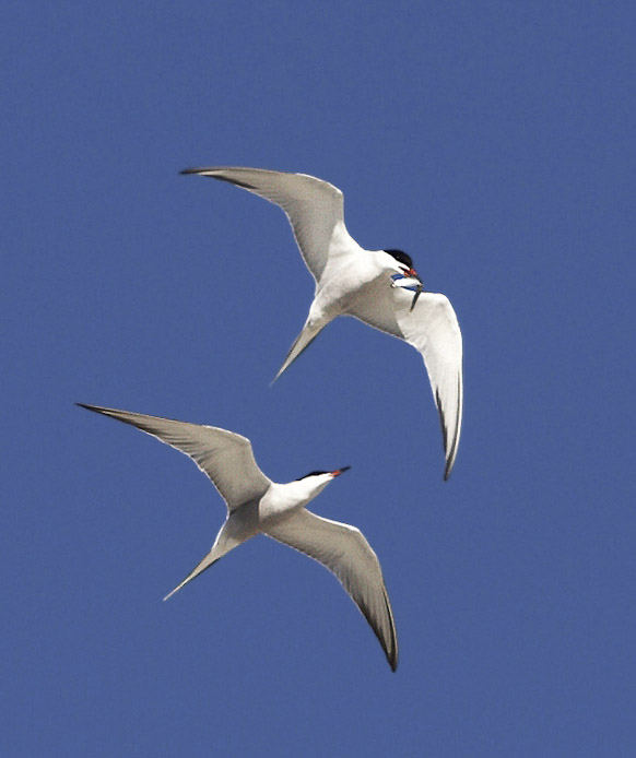 tern15