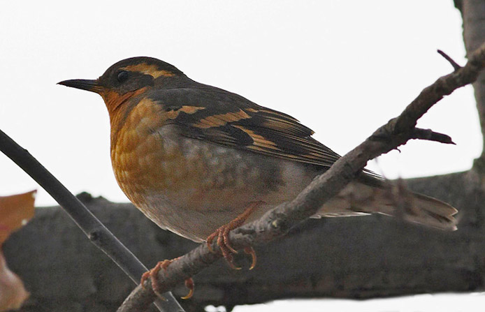 variedthrush05