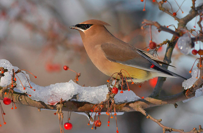 waxwing03