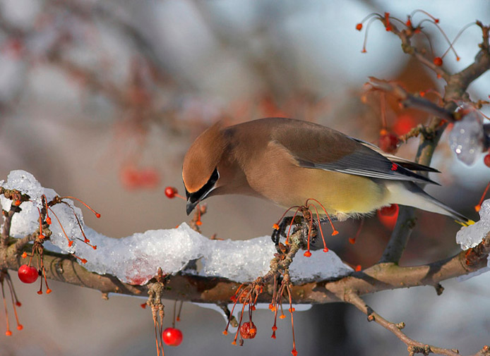 waxwing04