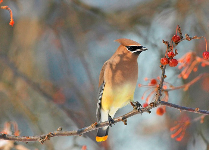 waxwing05