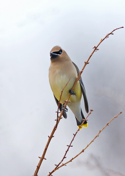 waxwing06