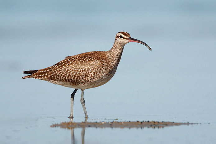 whimbrel01