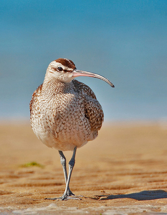 whimbrel02