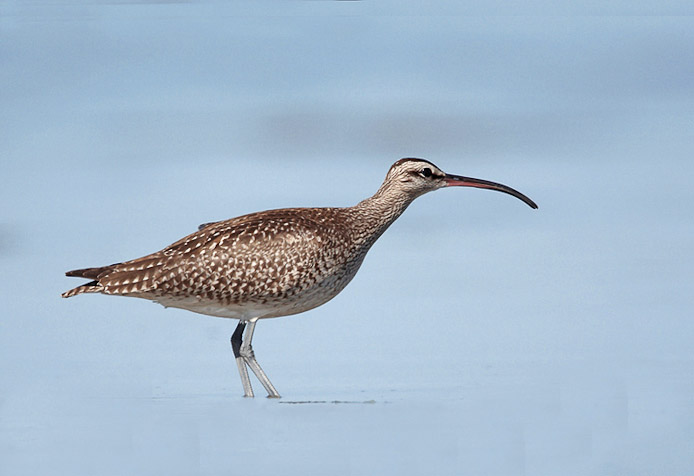 whimbrel03a