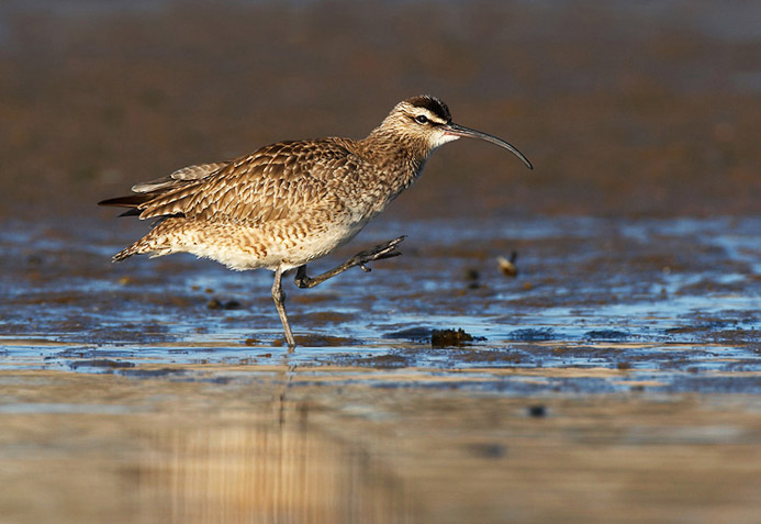 whimbrel06