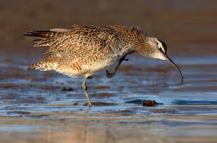 whimbrel07