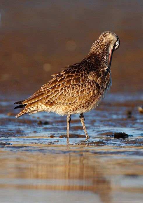 whimbrel08