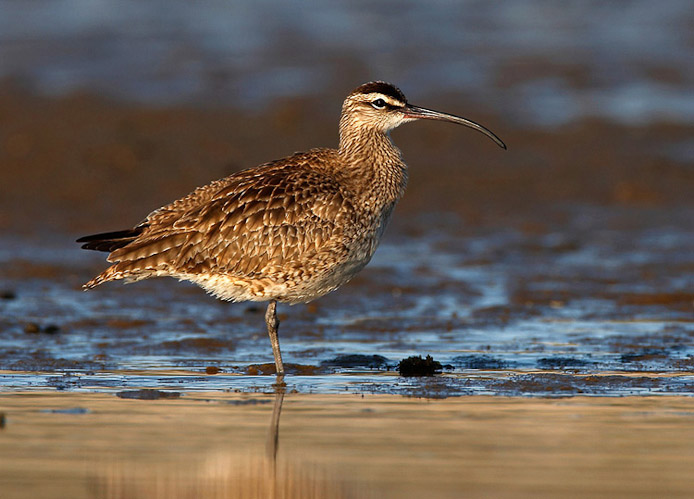 whimbrel09