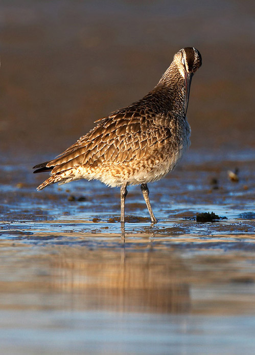 whimbrel10