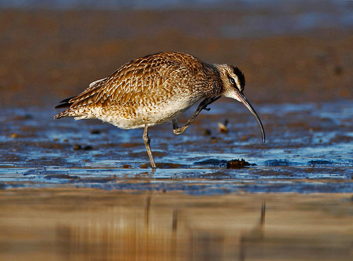 whimbrel11