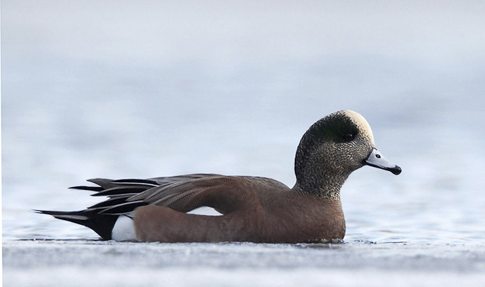 wigeon