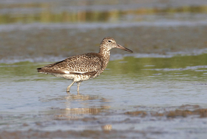 willet02