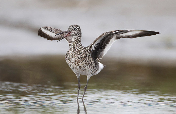 willet03