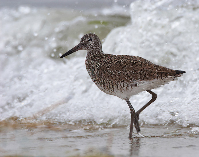 willet07