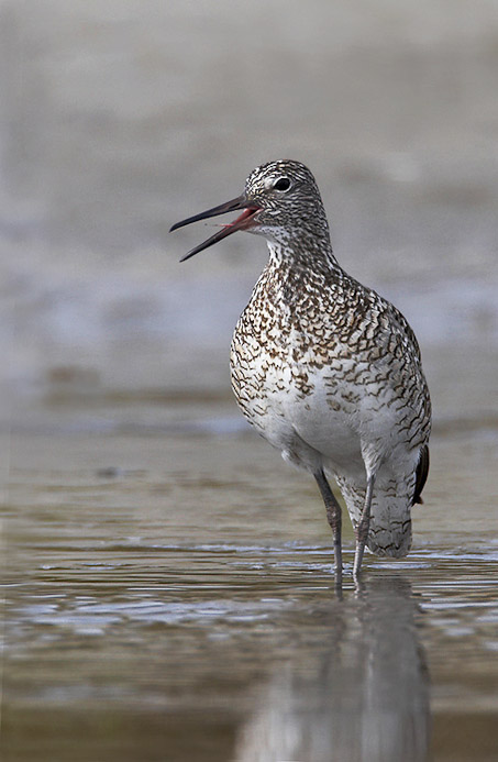 willet08