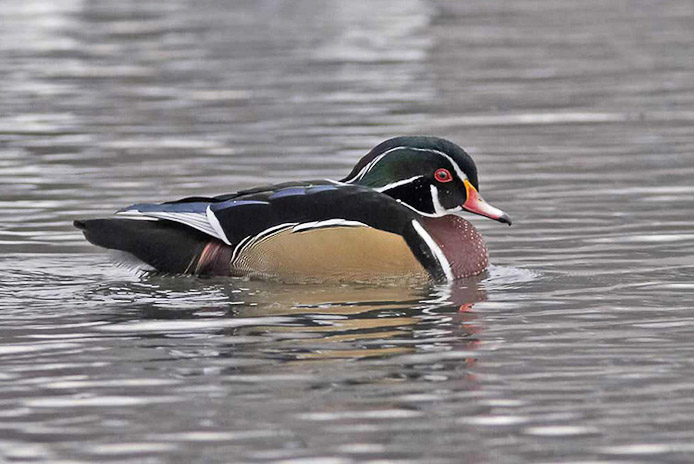 woodduck05