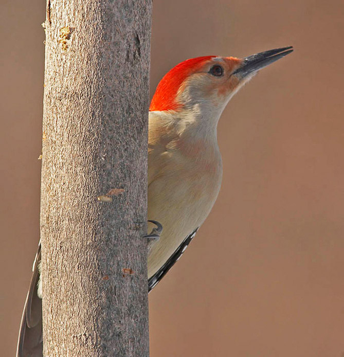 woodpecker01