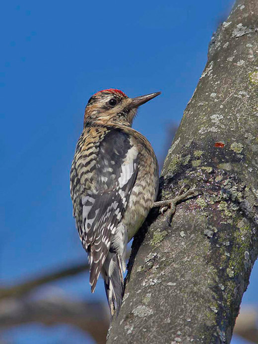 woodpecker04