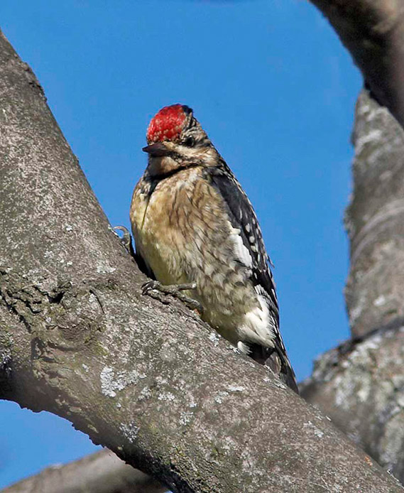 woodpecker05