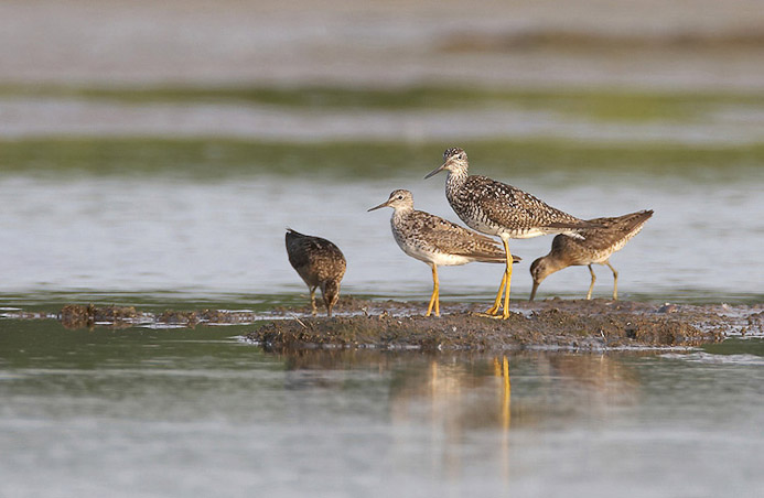 yellowlegs01