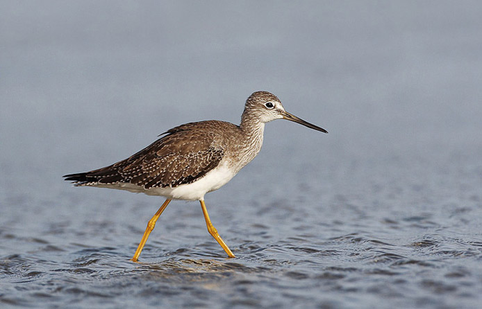 yellowlegs05