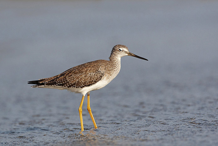 yellowlegs07