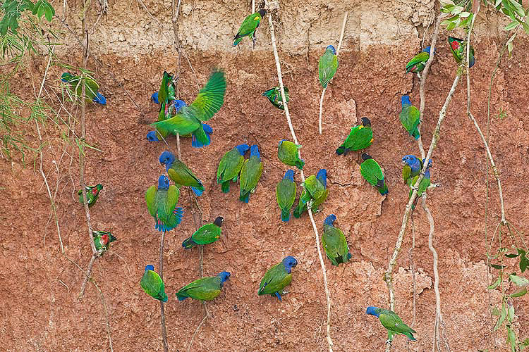 blueheadedparrot8