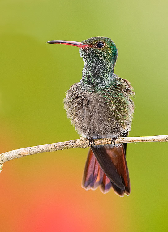 rufoustailedhummer