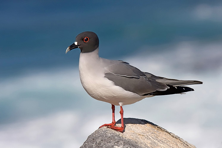11 swallowtailedgull5
