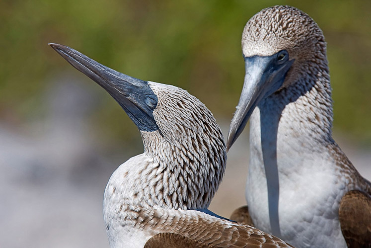 12 bluefootedbooby16