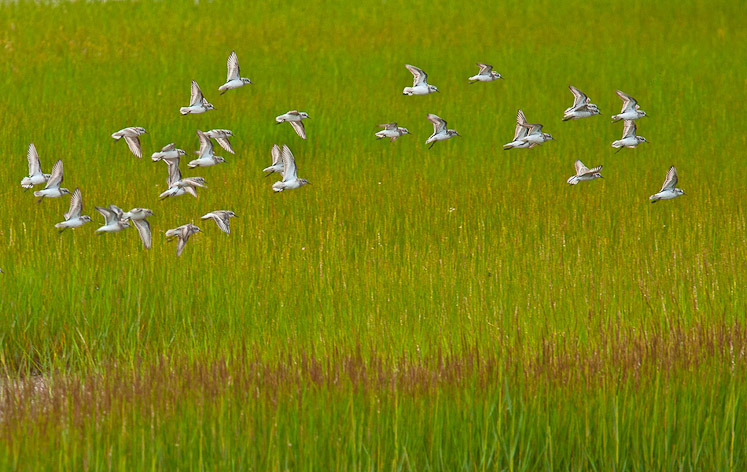 13 semipalmatedsandpiper23