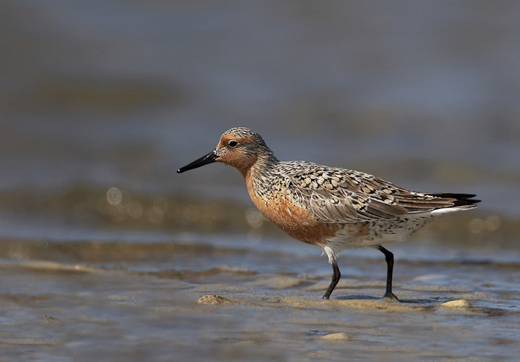 17 redknot04