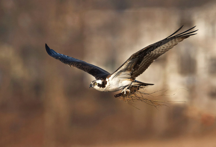 18 osprey22
