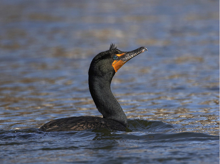 23 cormorant07