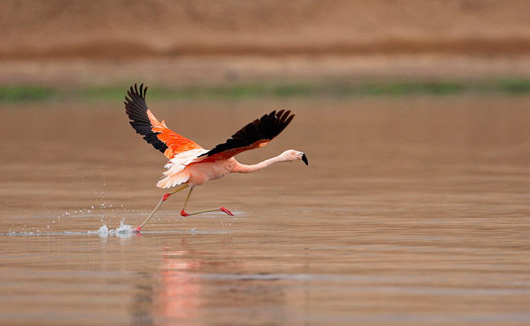4 flamingo10