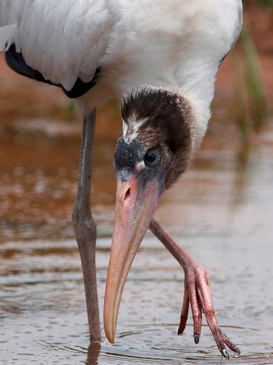 5 stork07