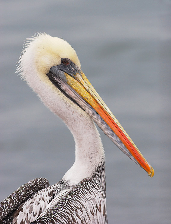 6 pelican02