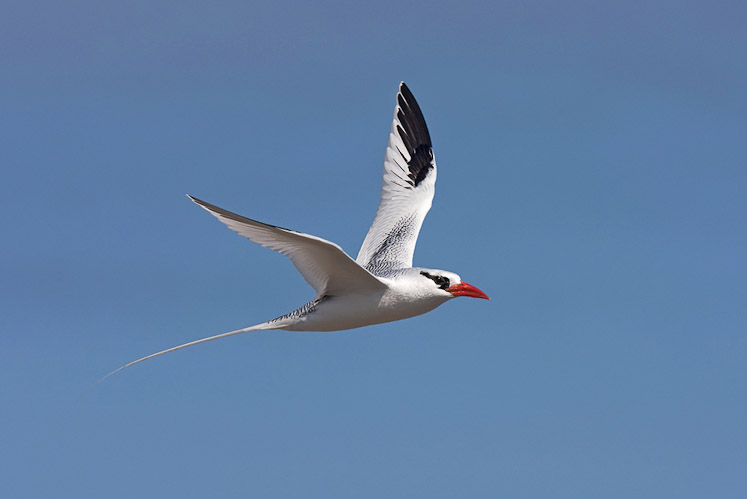 8 tropicbird10