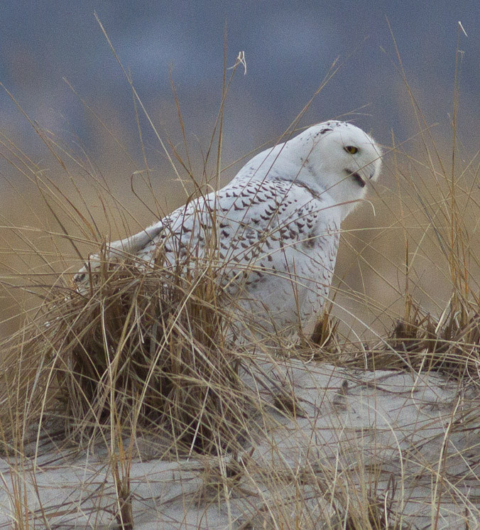 Canon EOS 7D - EF400mm f/5.6L USM