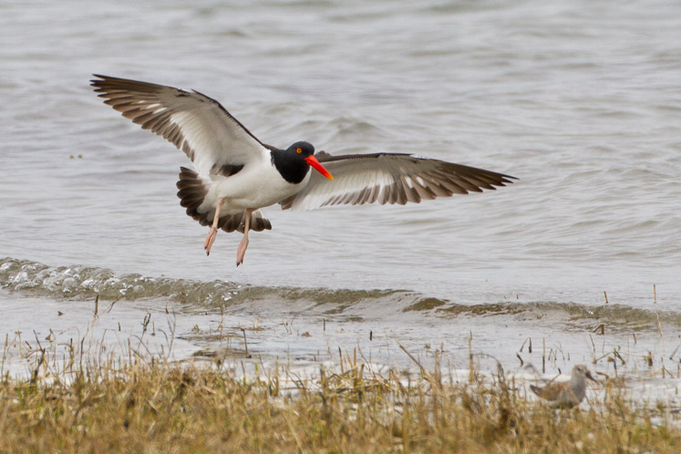 Canon EOS 7D - EF500mm f/4L IS USM