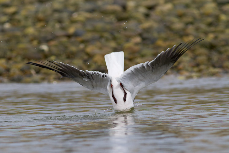 Canon EOS 7D - EF400mm f/5.6L USM