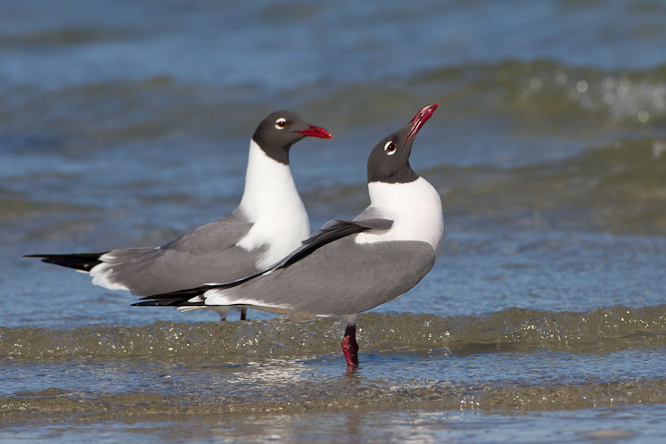 Canon EOS 7D - EF500mm f/4L IS USM