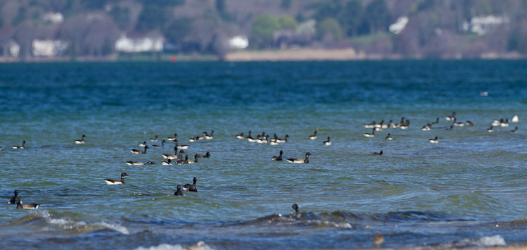 Canon EOS 7D - EF500mm f/4L IS USM