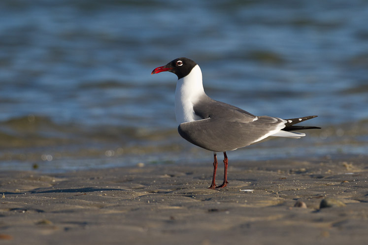 Canon EOS 7D - EF500mm f/4L IS USM