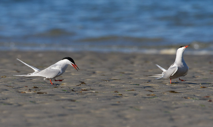 Canon EOS 7D - EF500mm f/4L IS USM